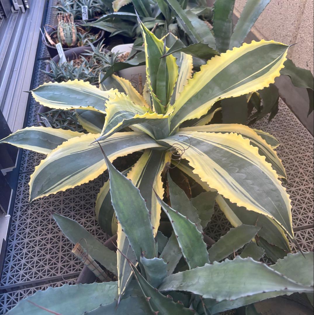 特大‼️ Agave アガベ　サルミアナ フェロックス リップルエフェクト