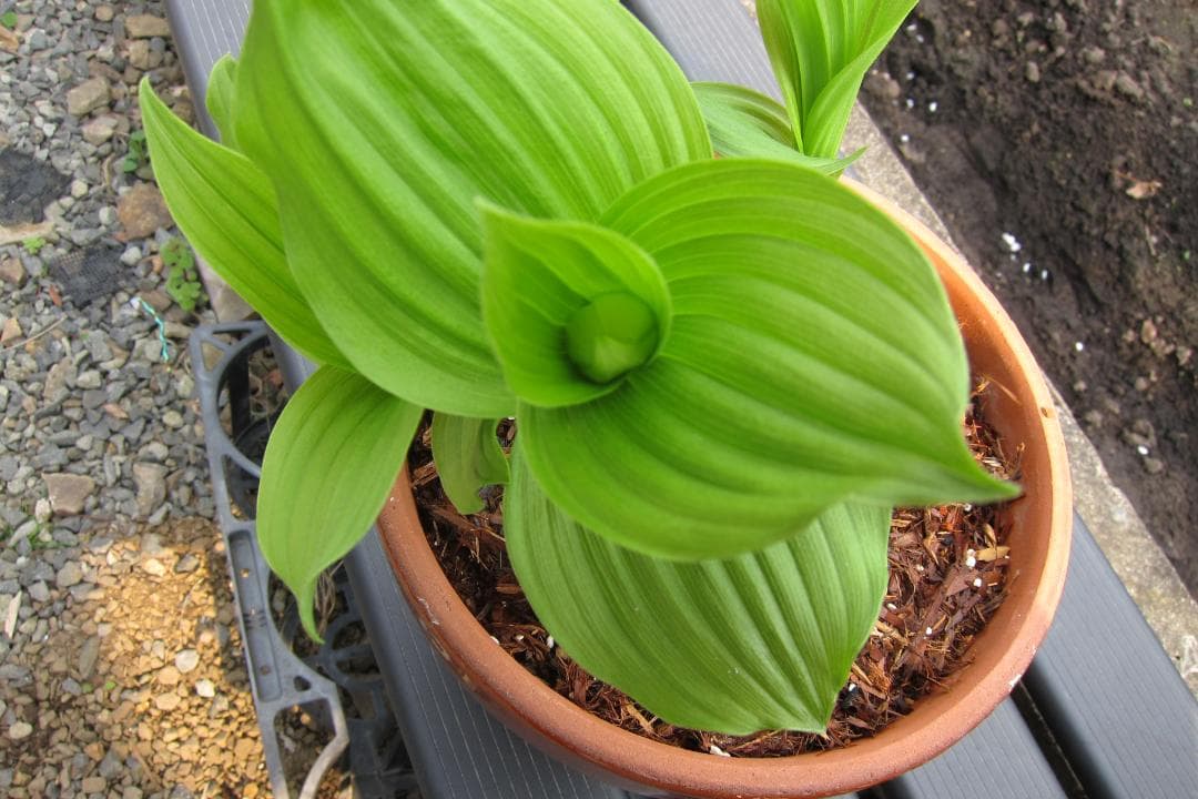 専用　レブンアツモリソウ花1芽　葉芽３