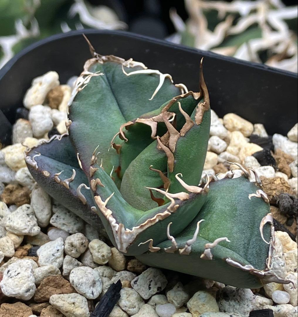 【とら】アガベ 正規スーパーチタノタCACTUS GREEN産　OC子株