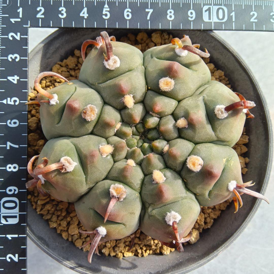 【変刺実生】バッテリー　狂刺　ギムノカリキウム　サボテン（コピアポア　多肉植物）