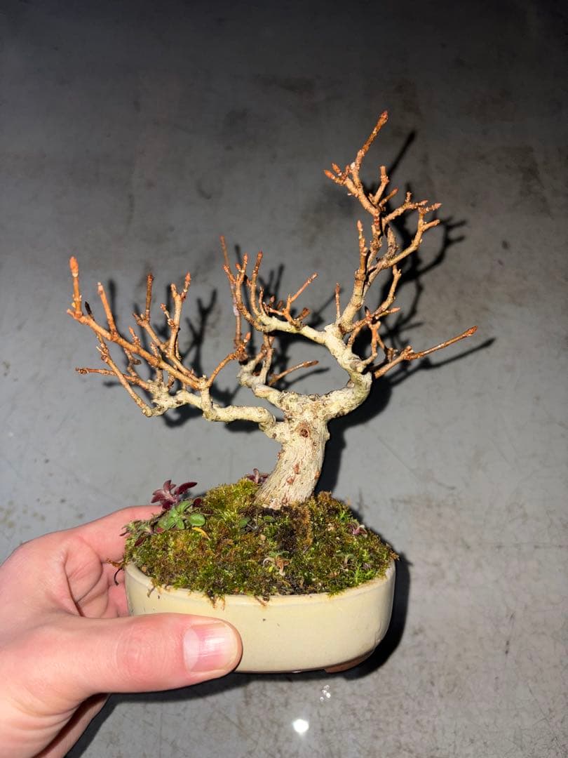 宮様カエデ 盆栽