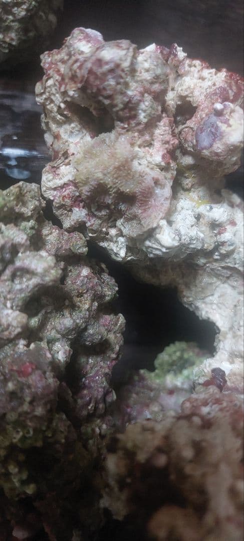 天然ライブロック 中型 多色 コーラル　高グレード８点