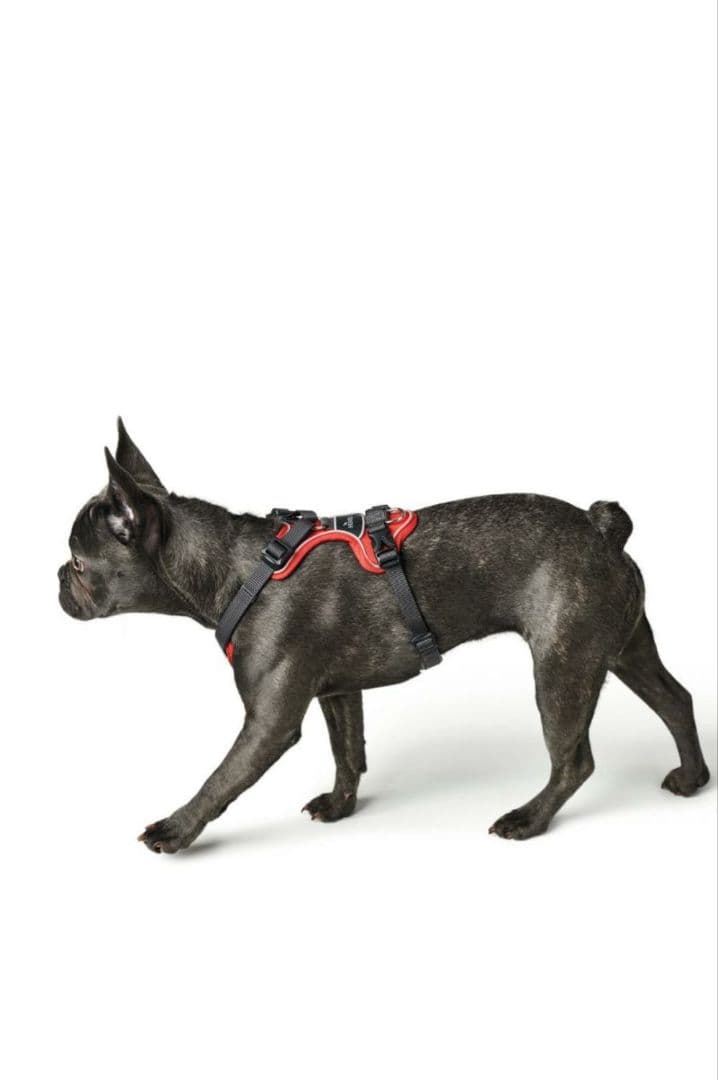 HUNTER メッシュハーネス Sサイズ