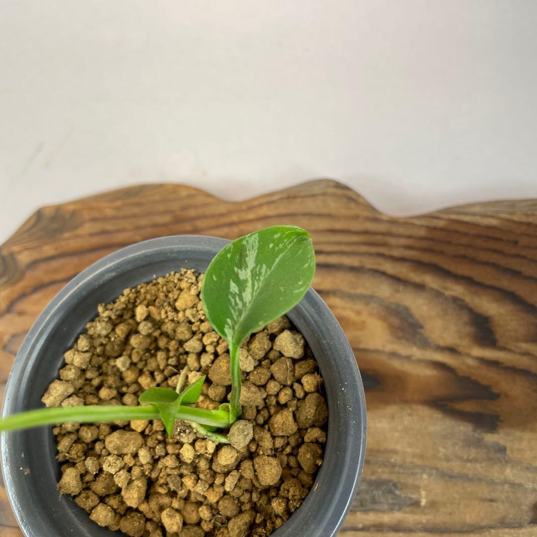 あ*ぶ様 l s w641 Bulbasaurモンステラ・フシギダネ　順化済み