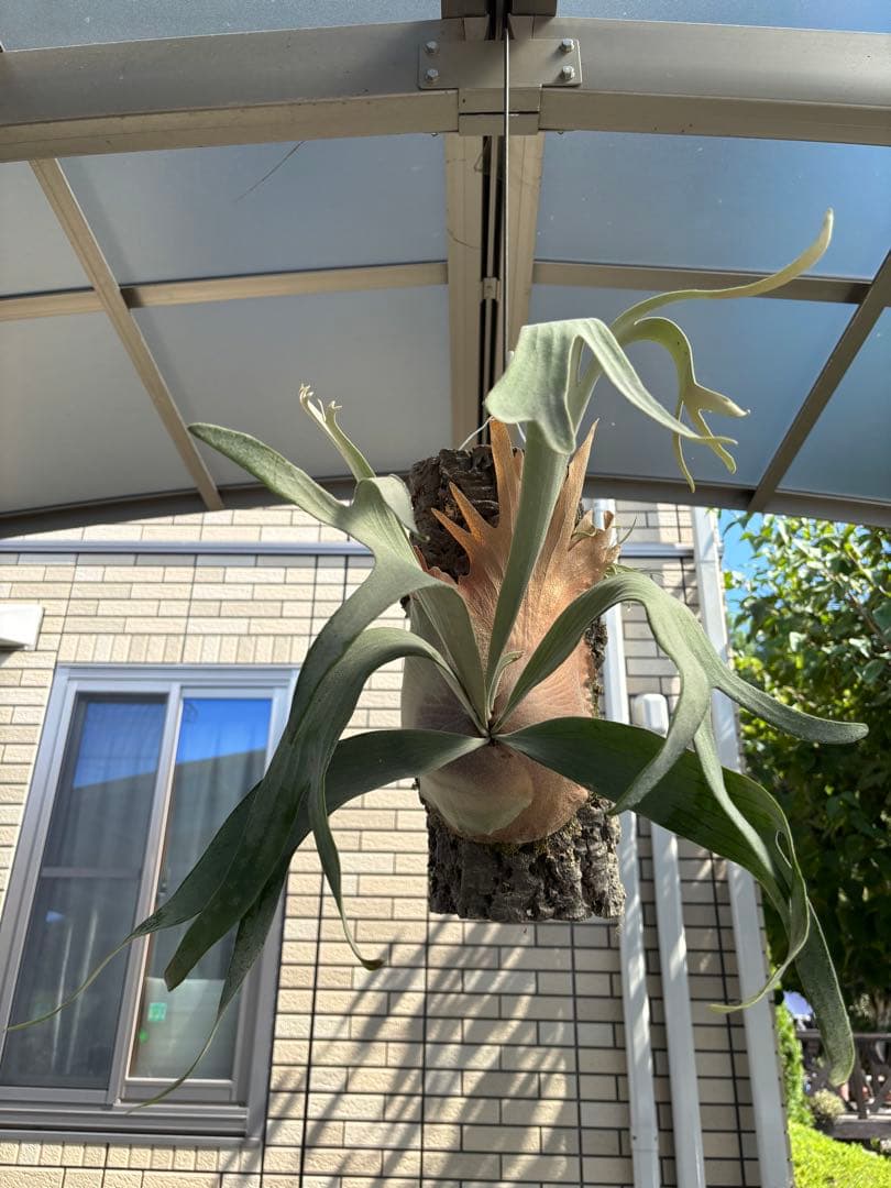 ビカクシダ　ホワイトホーク