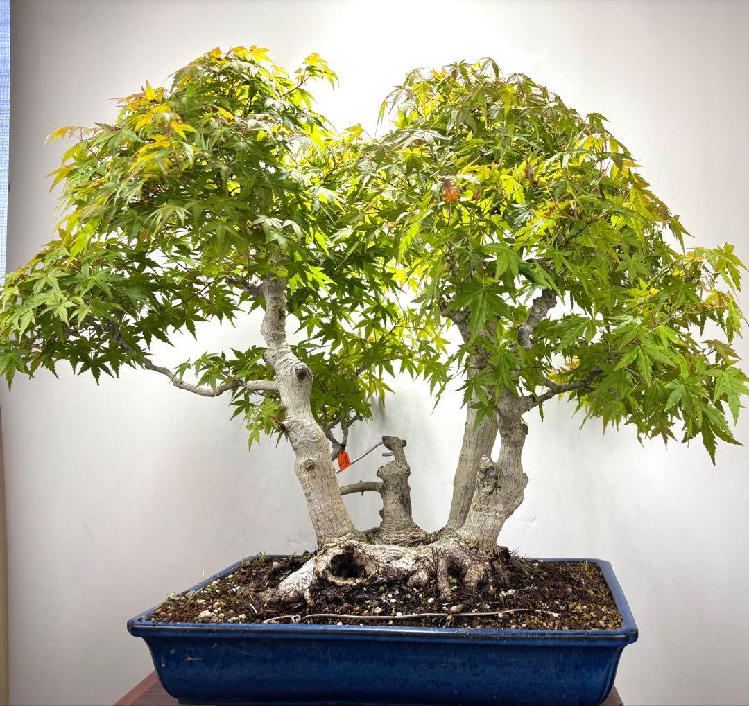 ヤマモミジ盆栽②