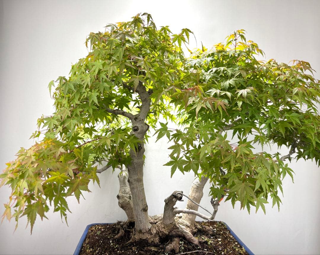 ヤマモミジ盆栽②