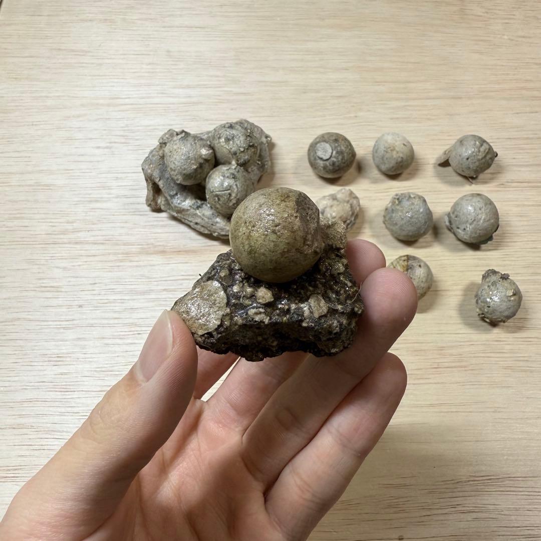 古瀬戸 陶丸 鎌倉時代 室町時代 陶片 発掘品 古常滑 古美濃 古美術 骨董品