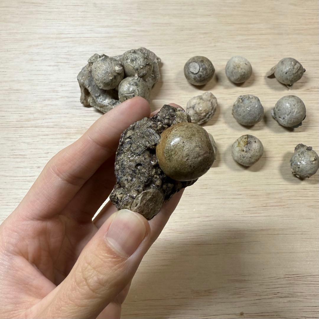 古瀬戸 陶丸 鎌倉時代 室町時代 陶片 発掘品 古常滑 古美濃 古美術 骨董品