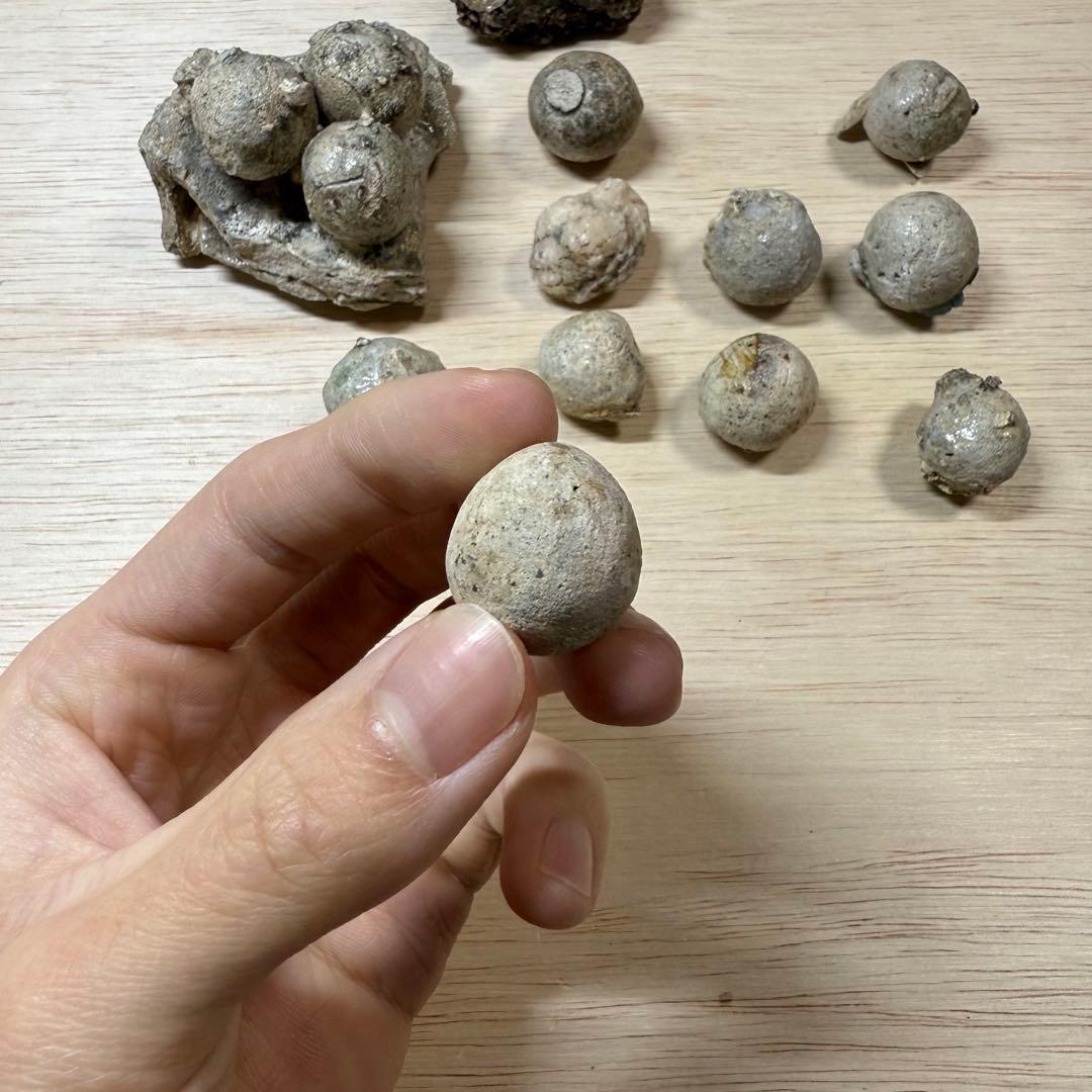 古瀬戸 陶丸 鎌倉時代 室町時代 陶片 発掘品 古常滑 古美濃 古美術 骨董品