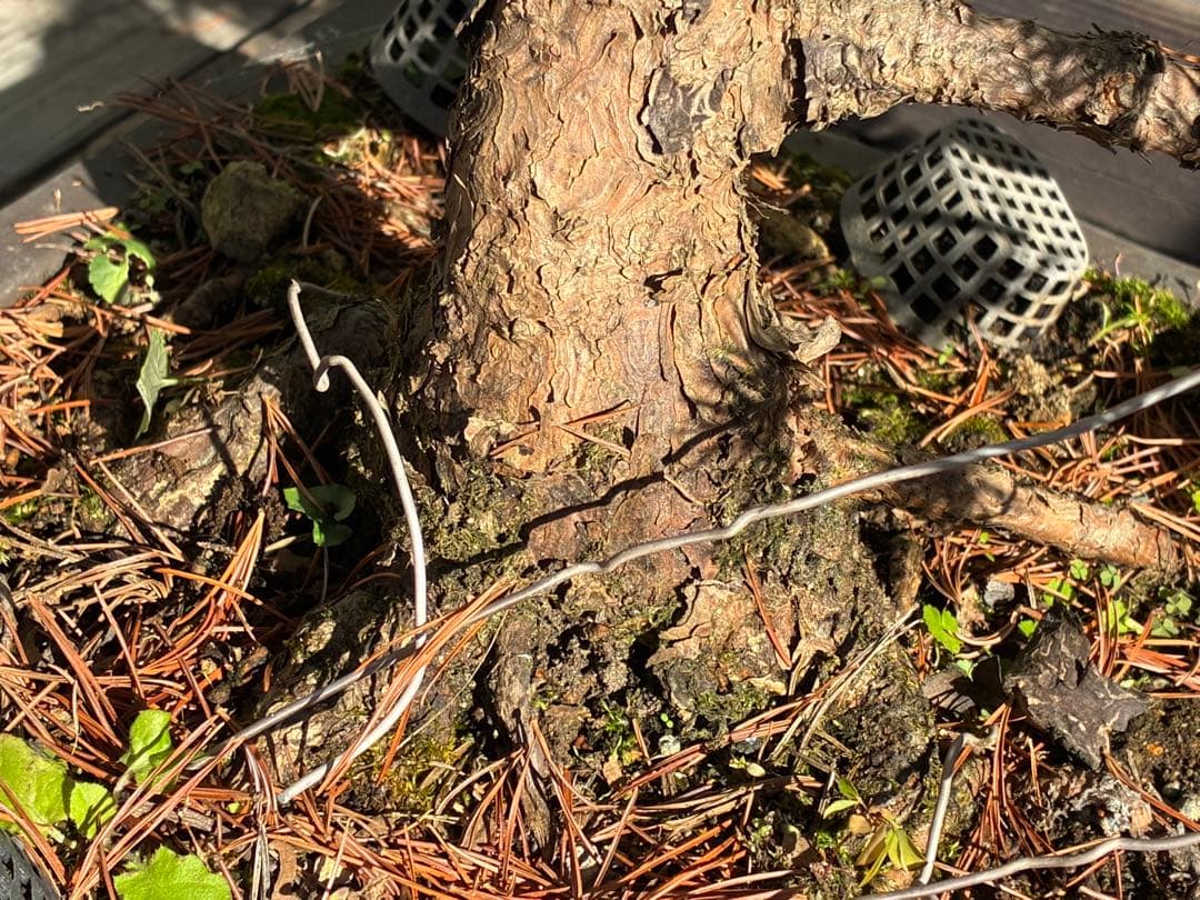 伊*一様 ★盆栽★ 赤石五葉松　E-27 樹齢70年以上　★愛媛県より発送★