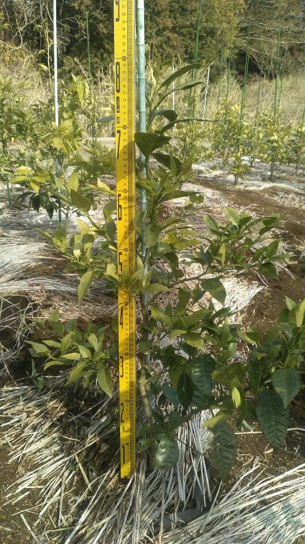 湘南ゴールド 果樹苗木 約70cm