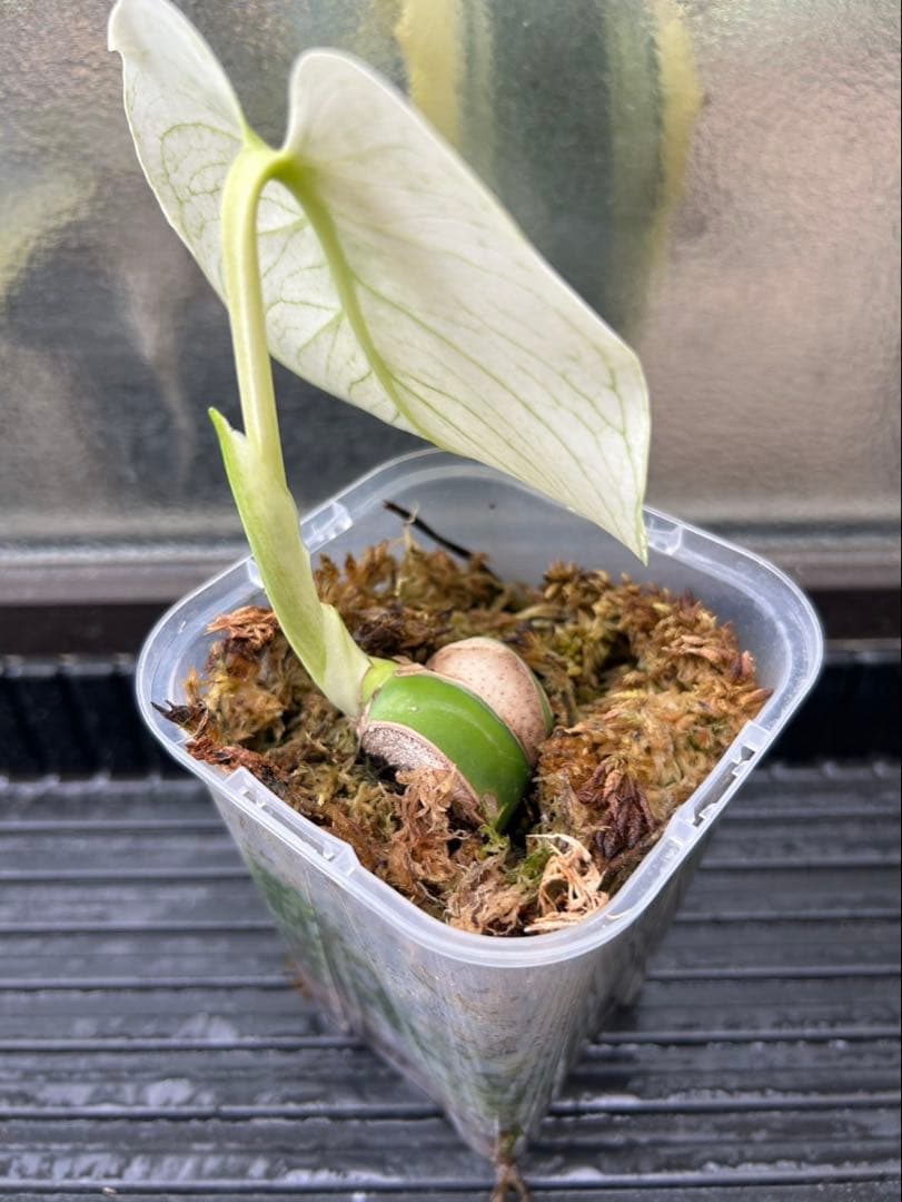 モンステラ デリシオーサ ホワイトモンスター 天津蘭　本物