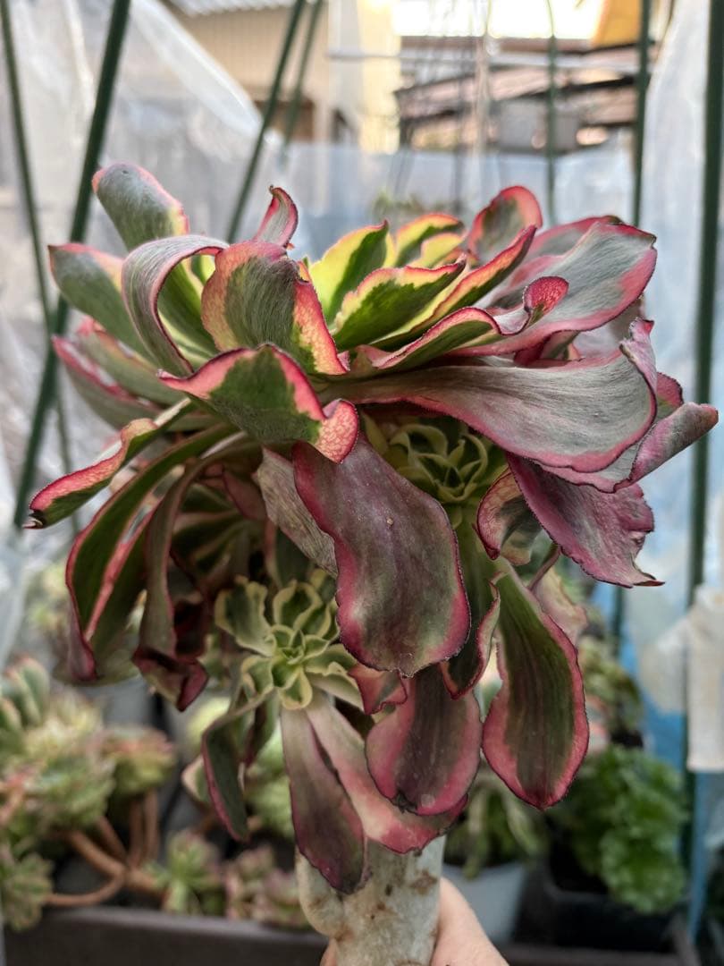 アエオニウム　魅影法師錦