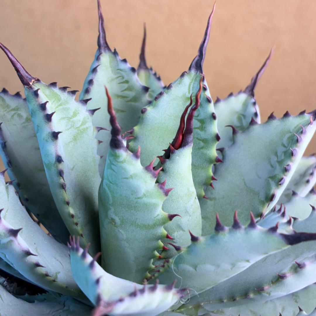 コ*イ様 アガベ ハイブリッド 八荒雷神 曲刺八荒 陽炎強黒曲棘 特選