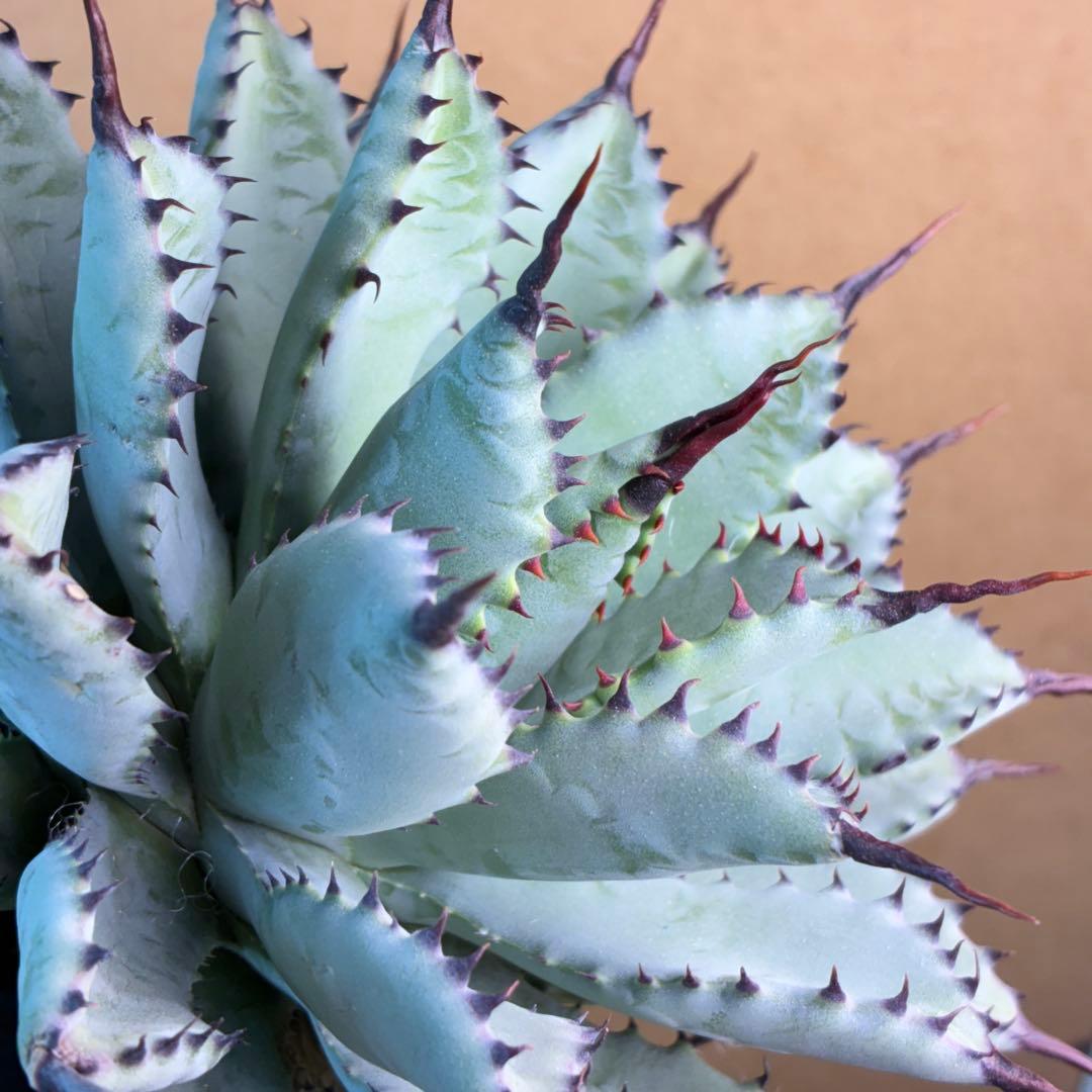 コ*イ様 アガベ ハイブリッド 八荒雷神 曲刺八荒 陽炎強黒曲棘 特選