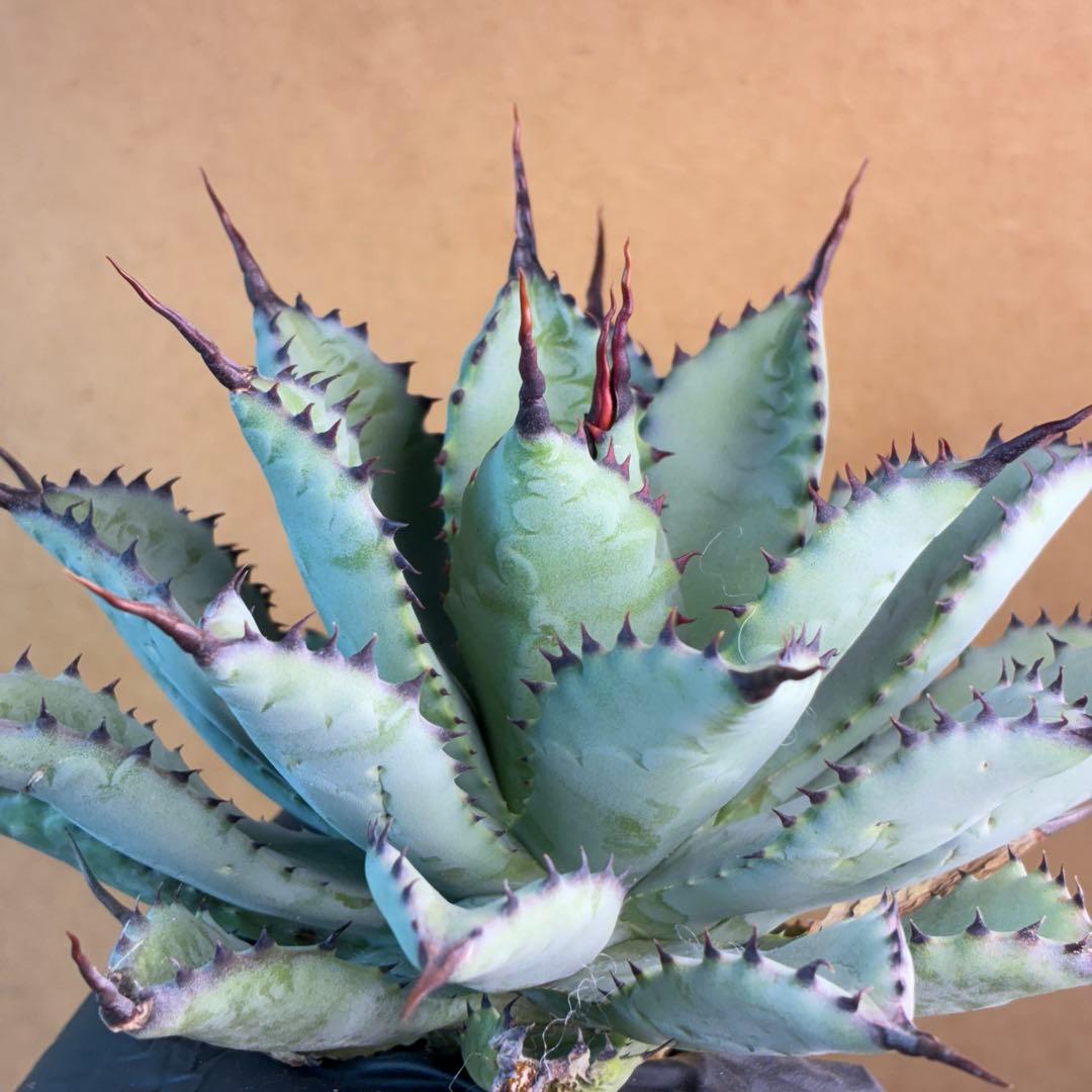 コ*イ様 アガベ ハイブリッド 八荒雷神 曲刺八荒 陽炎強黒曲棘 特選