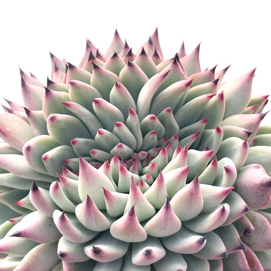 【激レア綴化苗】ミックスベリア 紫紺の矢 多肉植物 おらいさん 自家繁殖苗