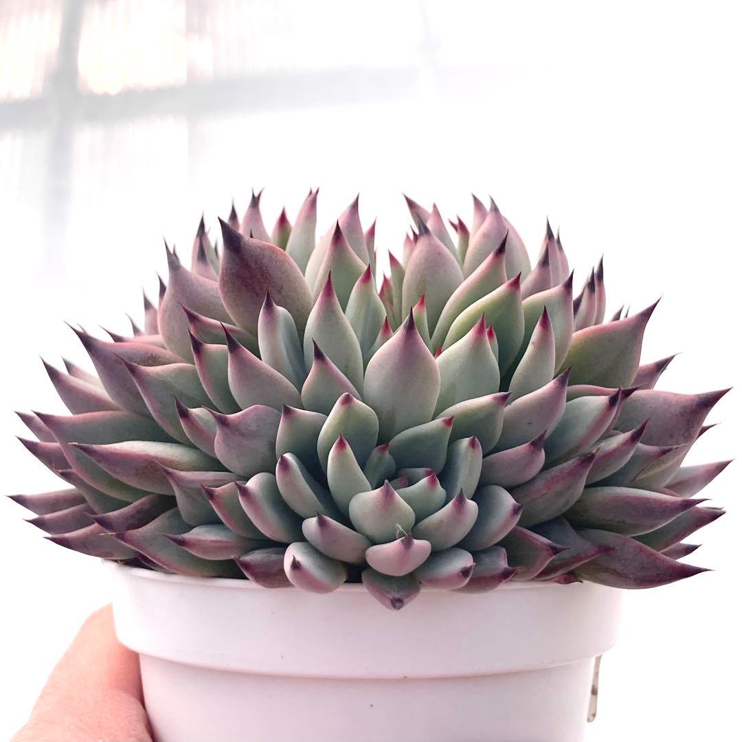 【激レア綴化苗】ミックスベリア 紫紺の矢 多肉植物 おらいさん 自家繁殖苗