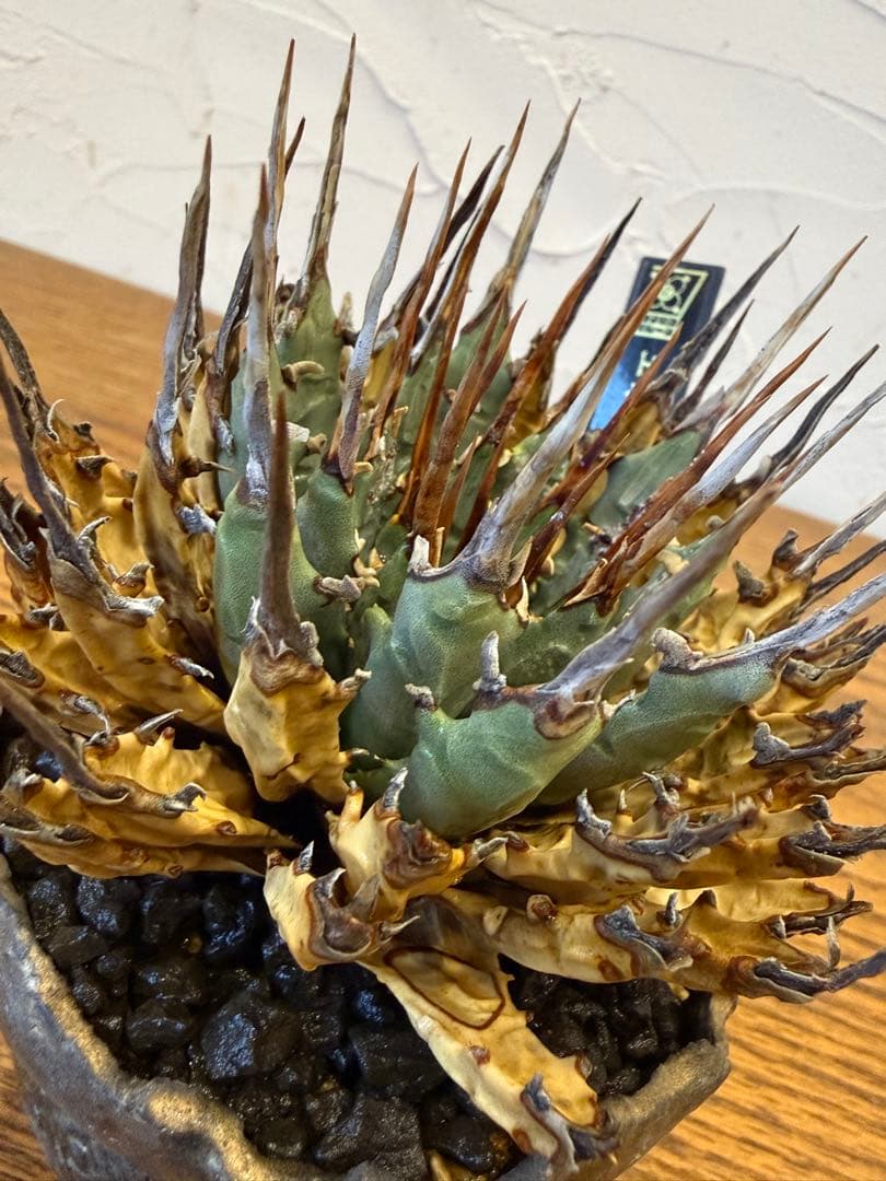 エボリスピナ【コレクション株】【発根済】【作家鉢】