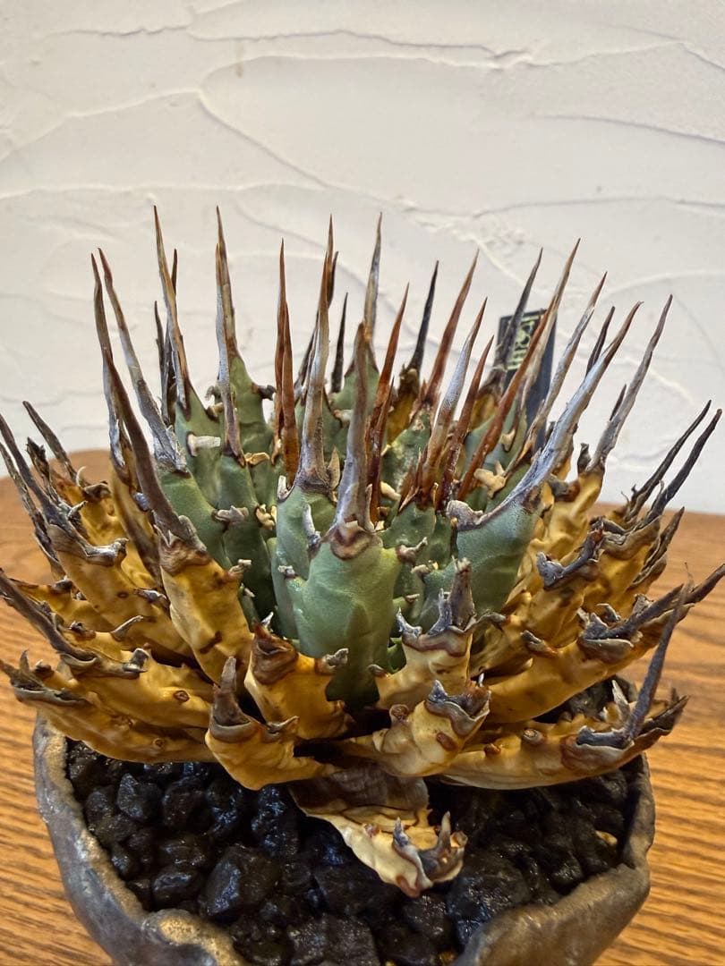 エボリスピナ【コレクション株】【発根済】【作家鉢】