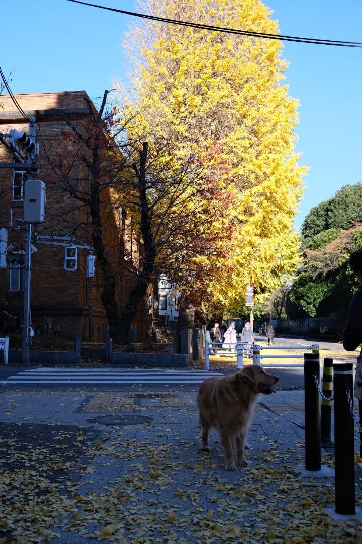 FUJIFILM デジタルカメラ X-T30 II 単焦点レンズセット