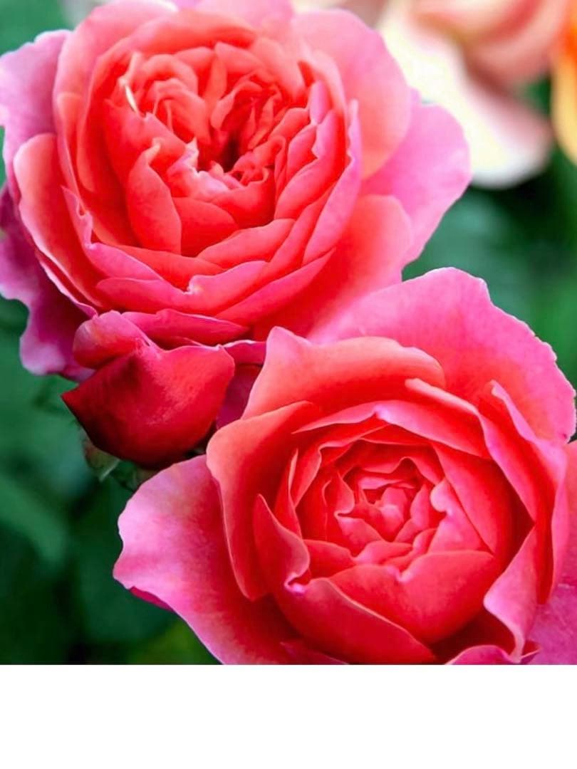 接木苗予約受付中　❗️‼️