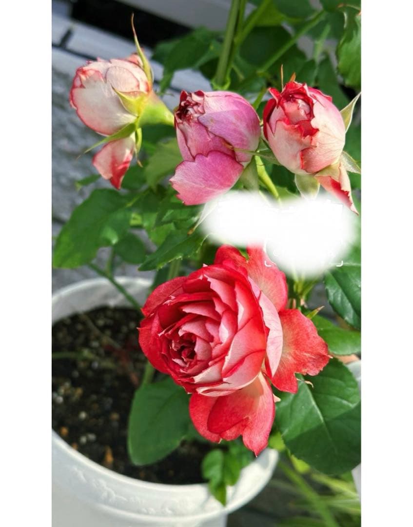 接木苗予約受付中　❗️‼️