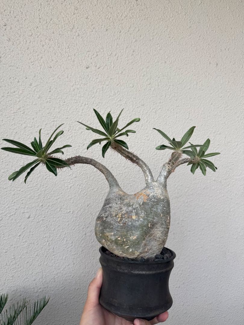 塊根植物 グラキリス　大株　現地球　発根後6年　カタチ製作所の鉢付き