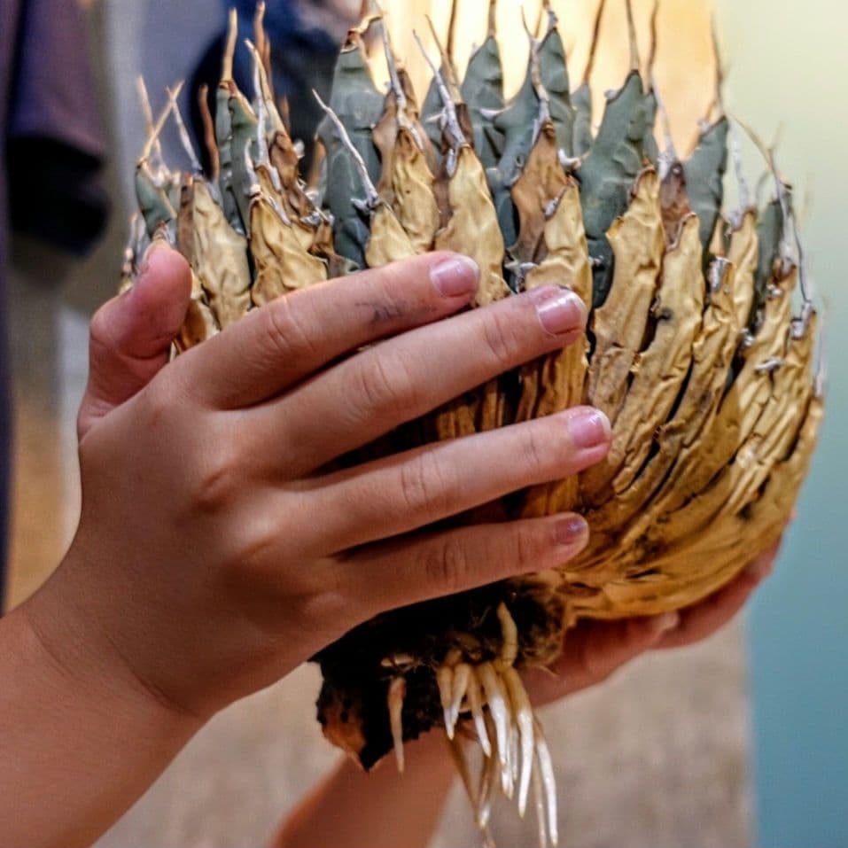 【7号XXXLサイズ】発根屋史上最大級・最高のエボリスピナ・発根済の陽炎株