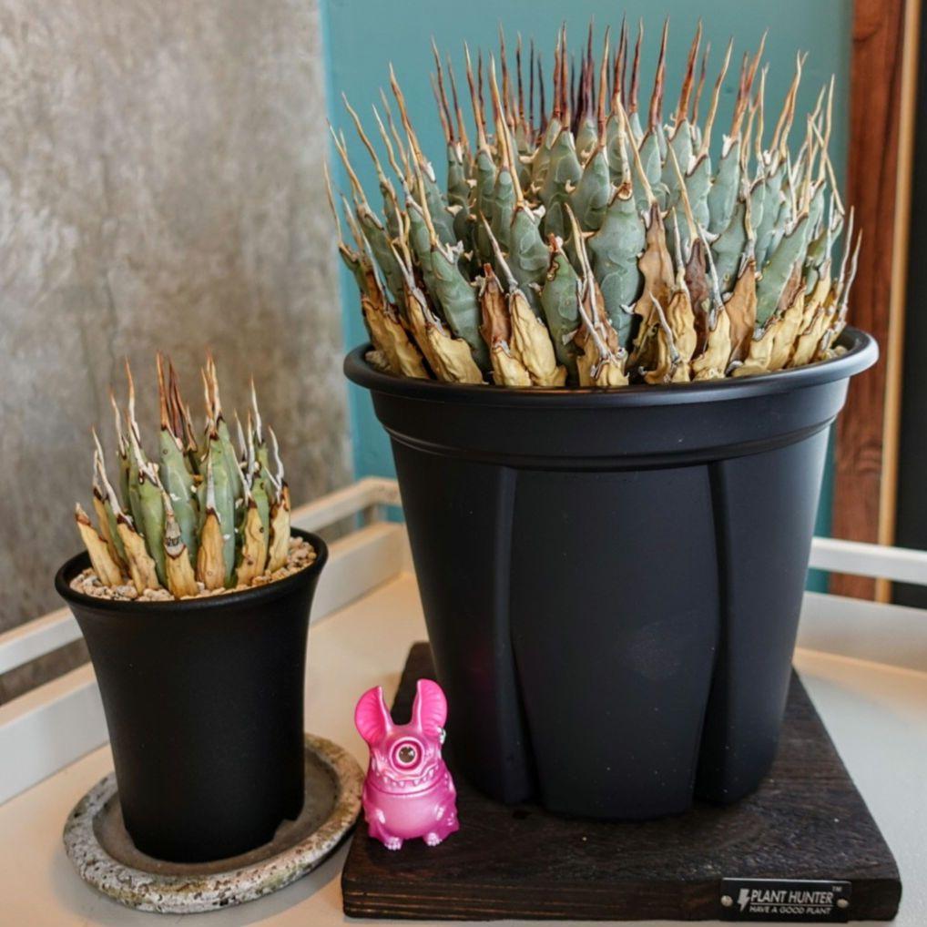 【7号XXXLサイズ】発根屋史上最大級・最高のエボリスピナ・発根済の陽炎株