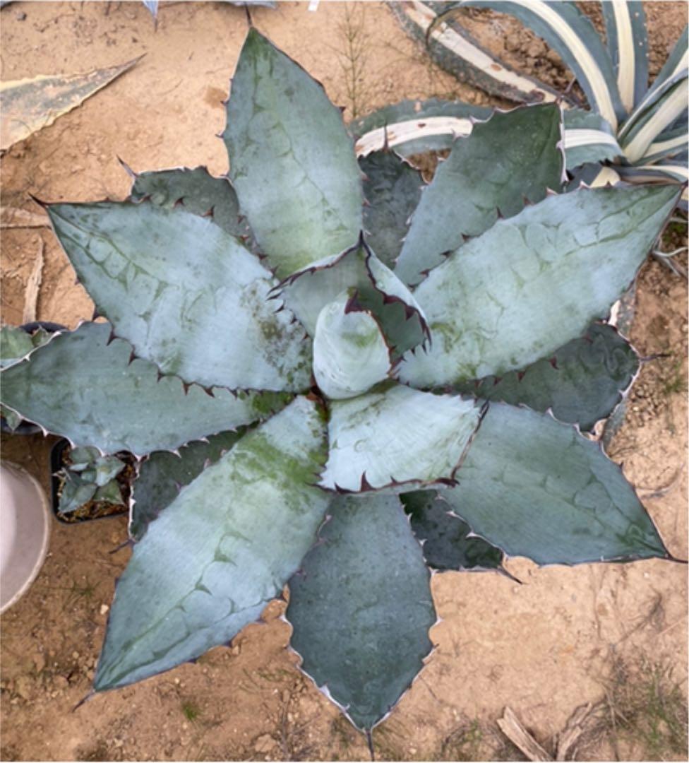 アガベ　チタノタ　BB BLACK＆BLUE 超々大型株　抜き苗発送送料込み