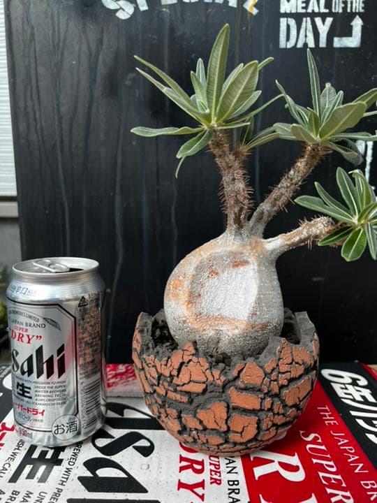 パキポディウム　グラキリス　現地球　コネクトkonect fang