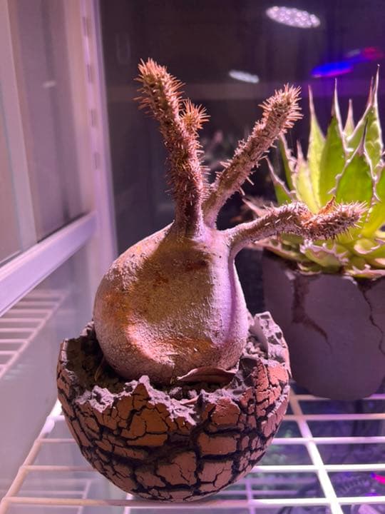 パキポディウム　グラキリス　現地球　コネクトkonect fang