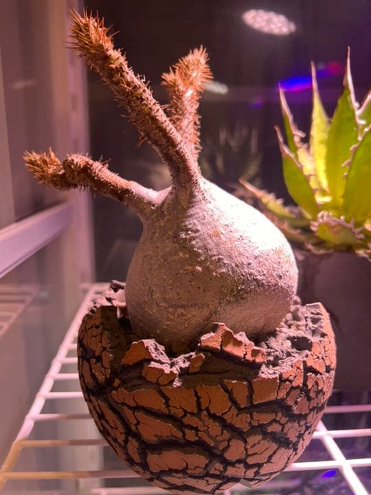 パキポディウム　グラキリス　現地球　コネクトkonect fang