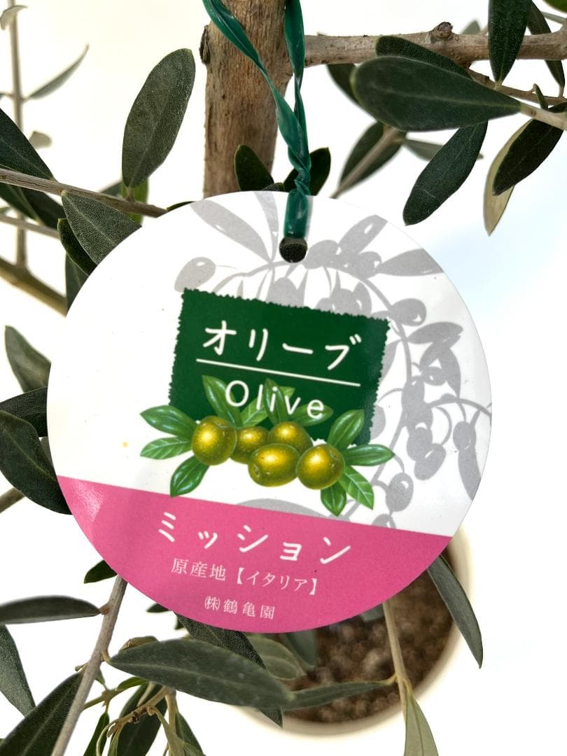 オリーブの木　ミッション　約200cm　NO.1898　大型　現品掲載　人気品種