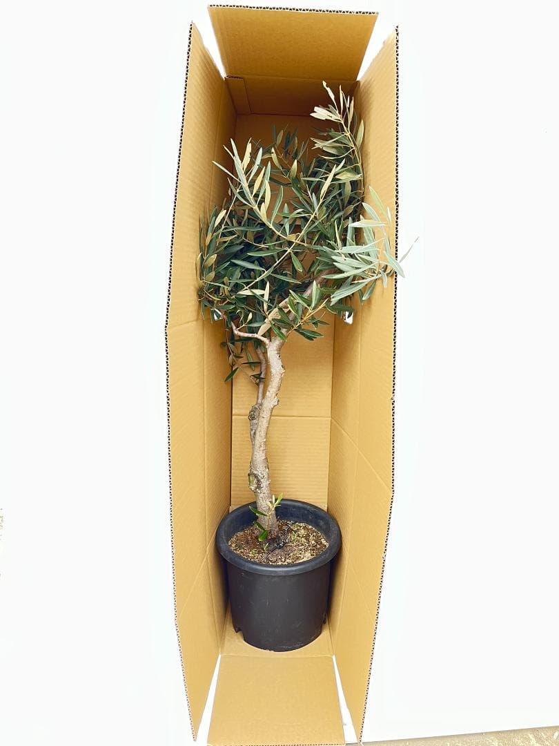 オリーブの木　ミッション　約200cm　NO.1898　大型　現品掲載　人気品種