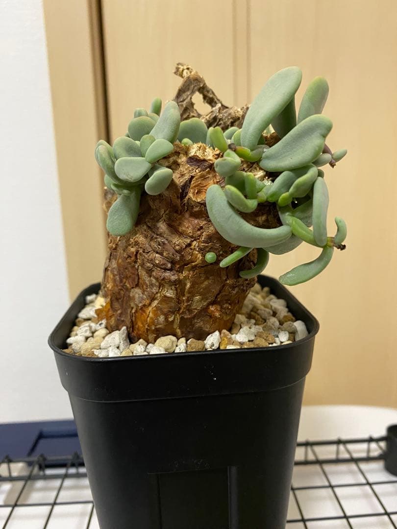 発根済みケラリアピグマエア