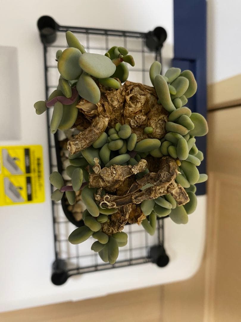 発根済みケラリアピグマエア