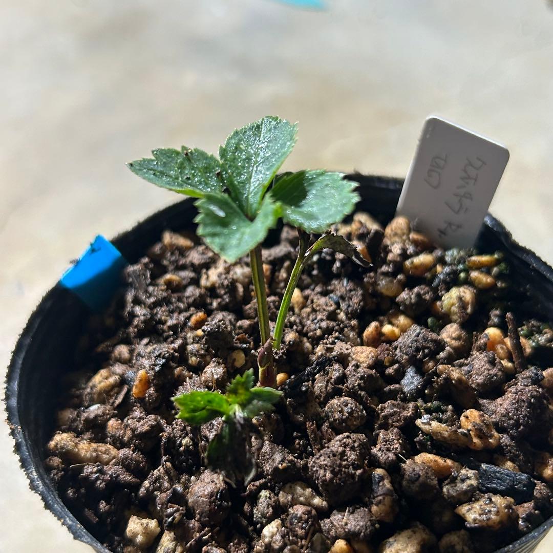 もり子「歳末セール」クリスマスローズ 苗 セット