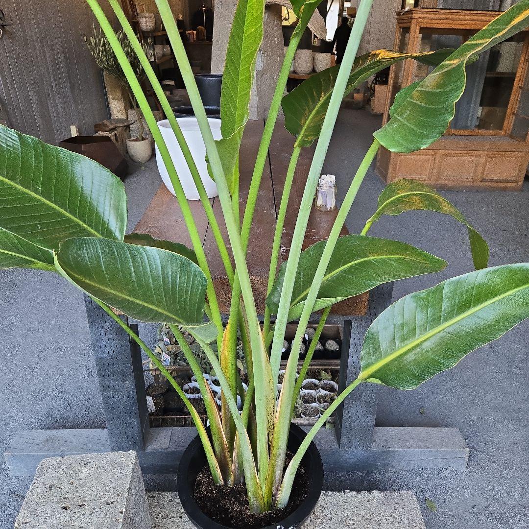 ②　ストレリチアオーガスタ　10号　特大苗木最高等級極上品‼️