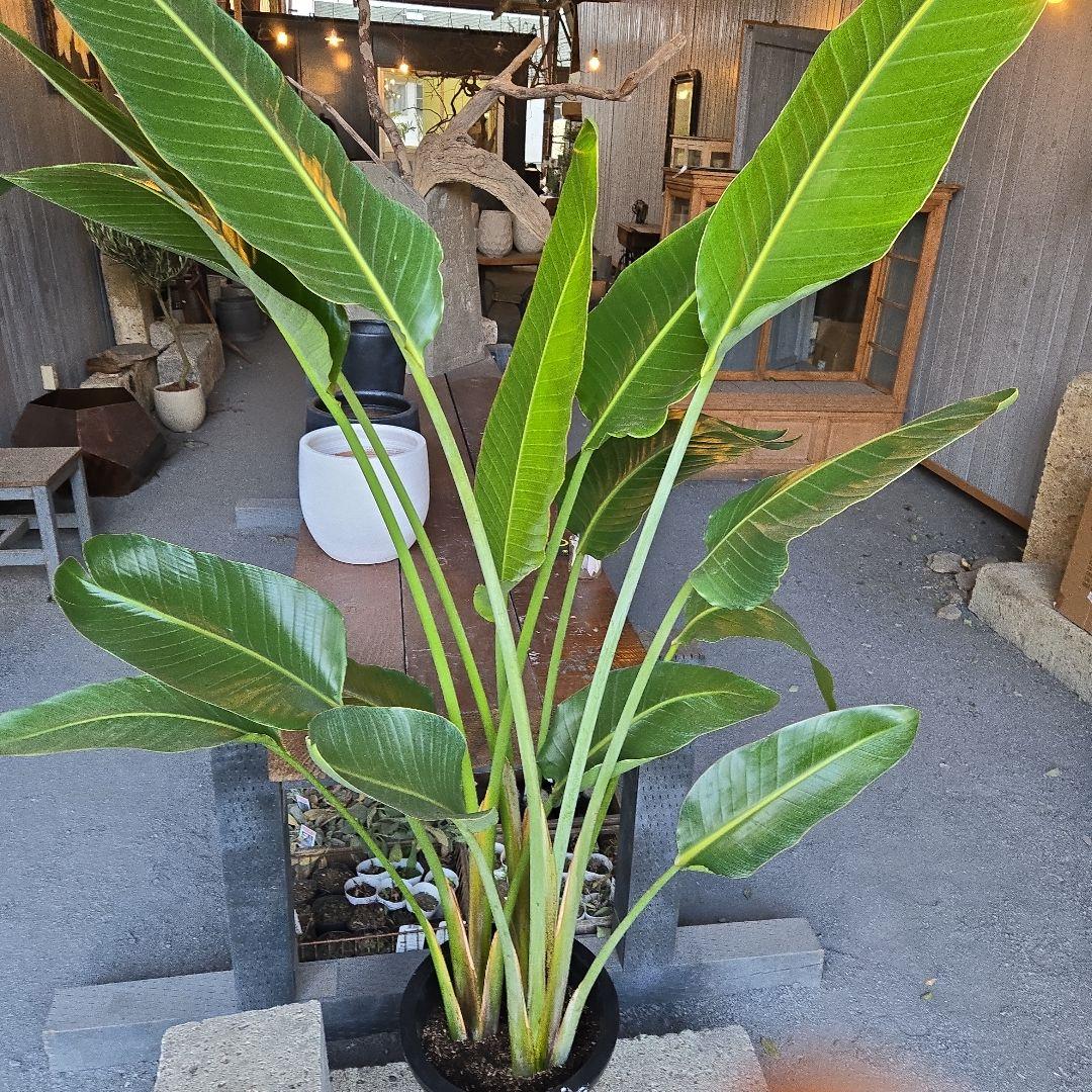 ②　ストレリチアオーガスタ　10号　特大苗木最高等級極上品‼️