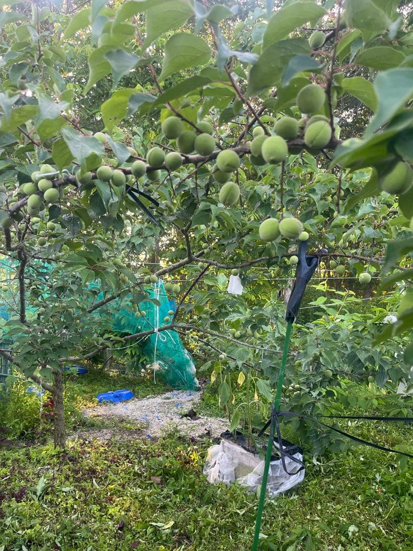 南高梅　成木　樹齢8年