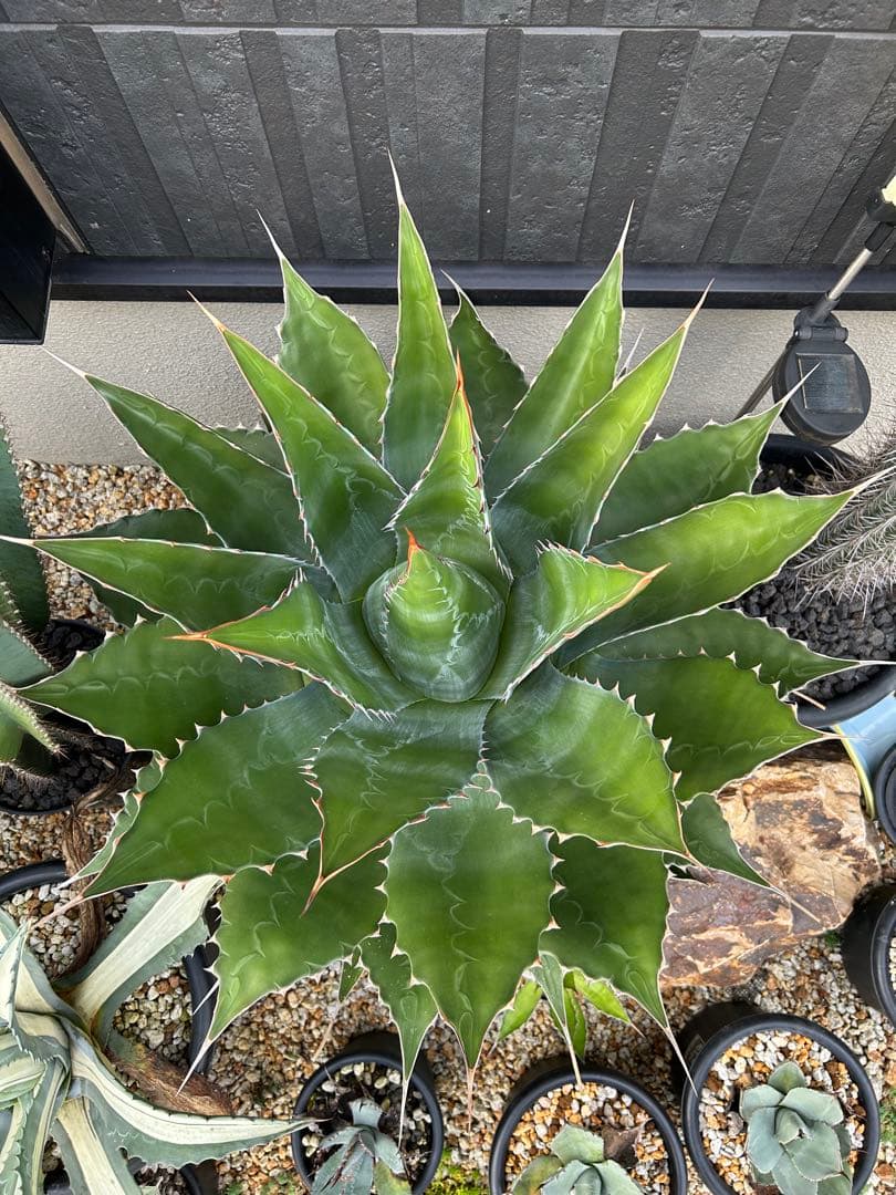 アガベ　モンタナ　超特大　美形　引き取り限定 　ドライガーデン　サボテン