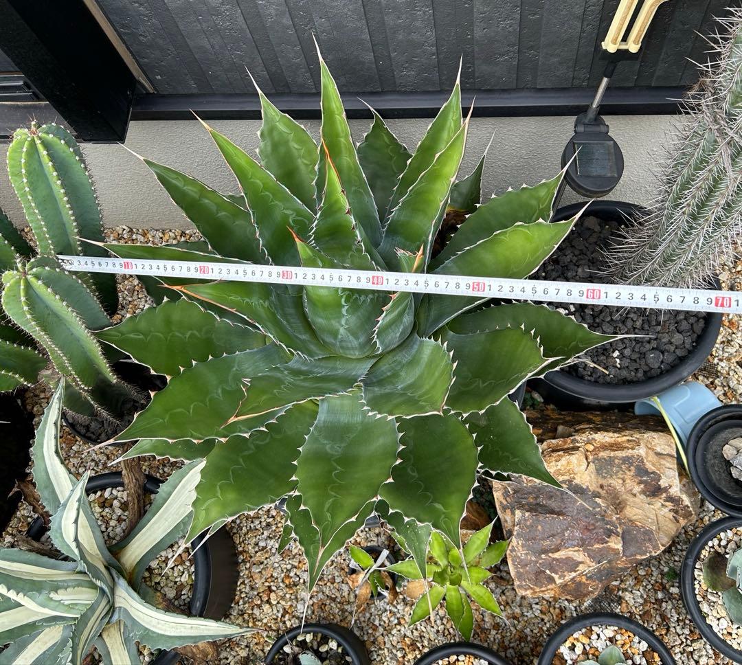 アガベ　モンタナ　超特大　美形　引き取り限定 　ドライガーデン　サボテン