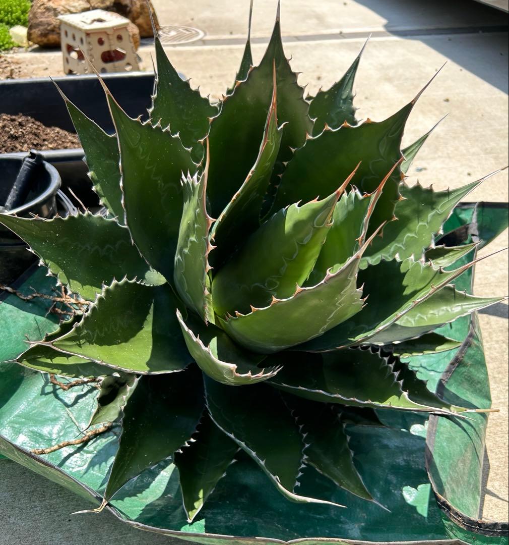 アガベ　モンタナ　超特大　美形　引き取り限定 　ドライガーデン　サボテン