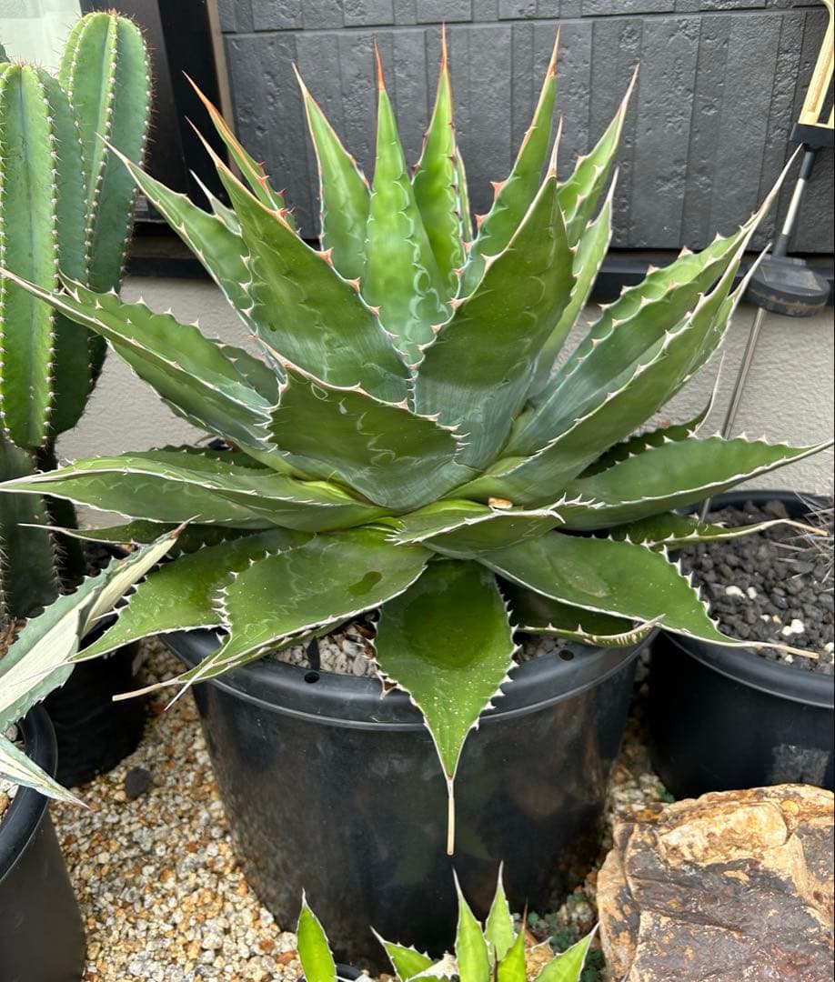 アガベ　モンタナ　超特大　美形　引き取り限定 　ドライガーデン　サボテン