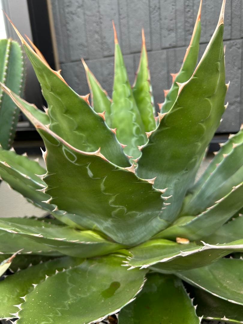アガベ　モンタナ　超特大　美形　引き取り限定 　ドライガーデン　サボテン