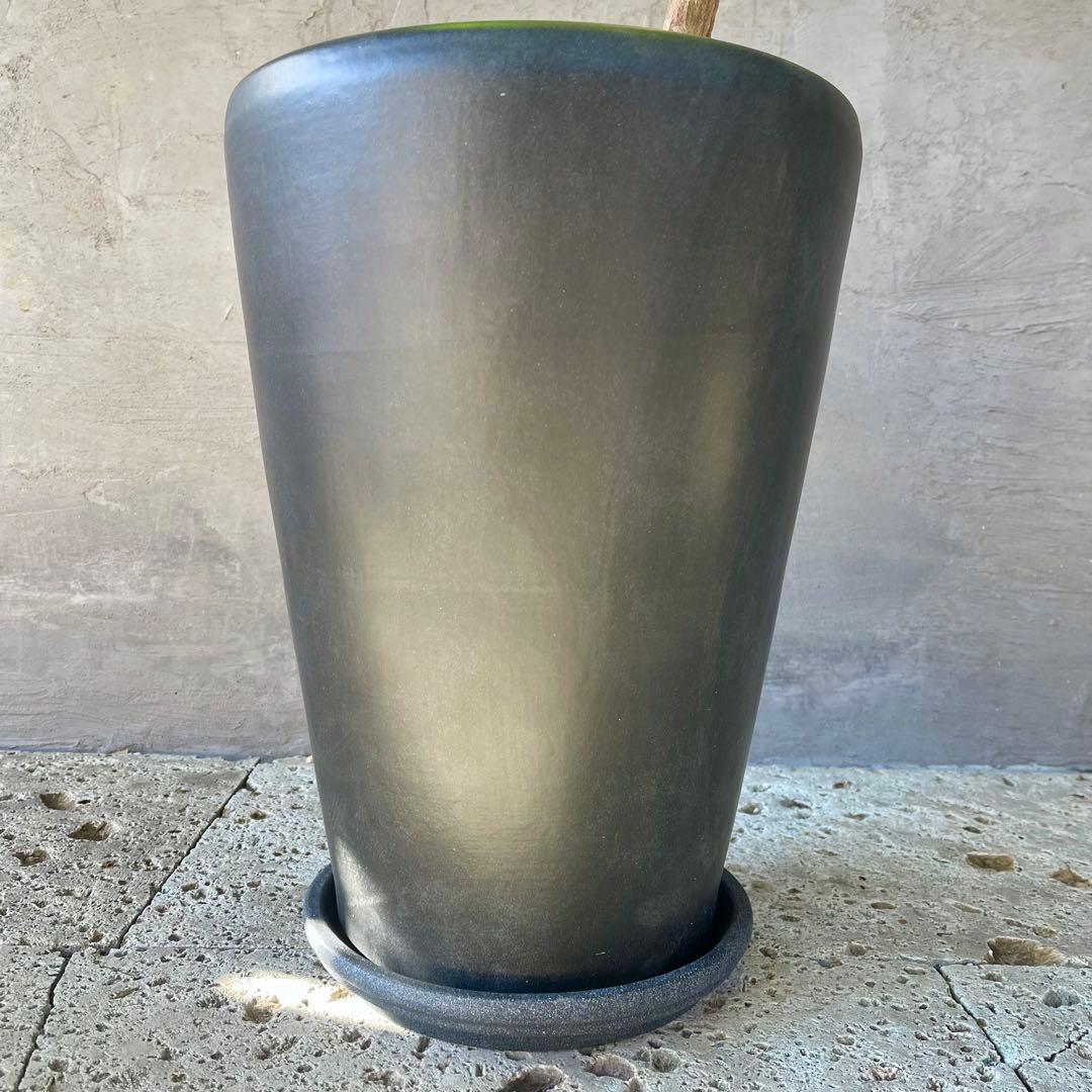 希少　特大　フィカス　アフリカンプリンス　曲がり仕立て　陶器鉢　植え込み発送