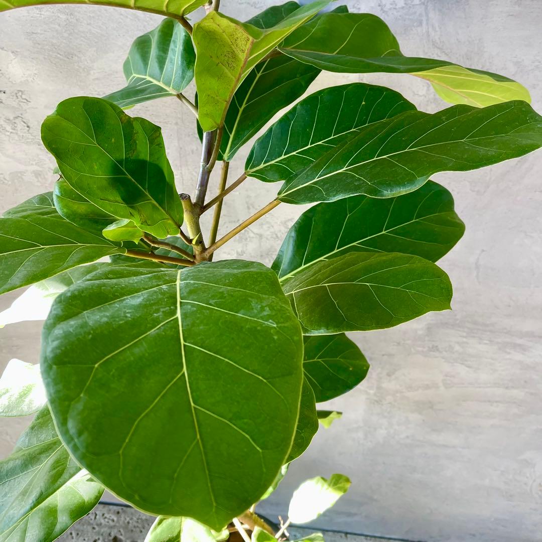 希少　特大　フィカス　アフリカンプリンス　曲がり仕立て　陶器鉢　植え込み発送